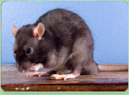 rat control Clacton On Sea