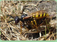 wasp control Clacton On Sea